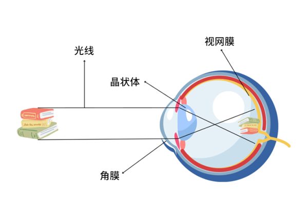 眼睛成像工作機(jī)制